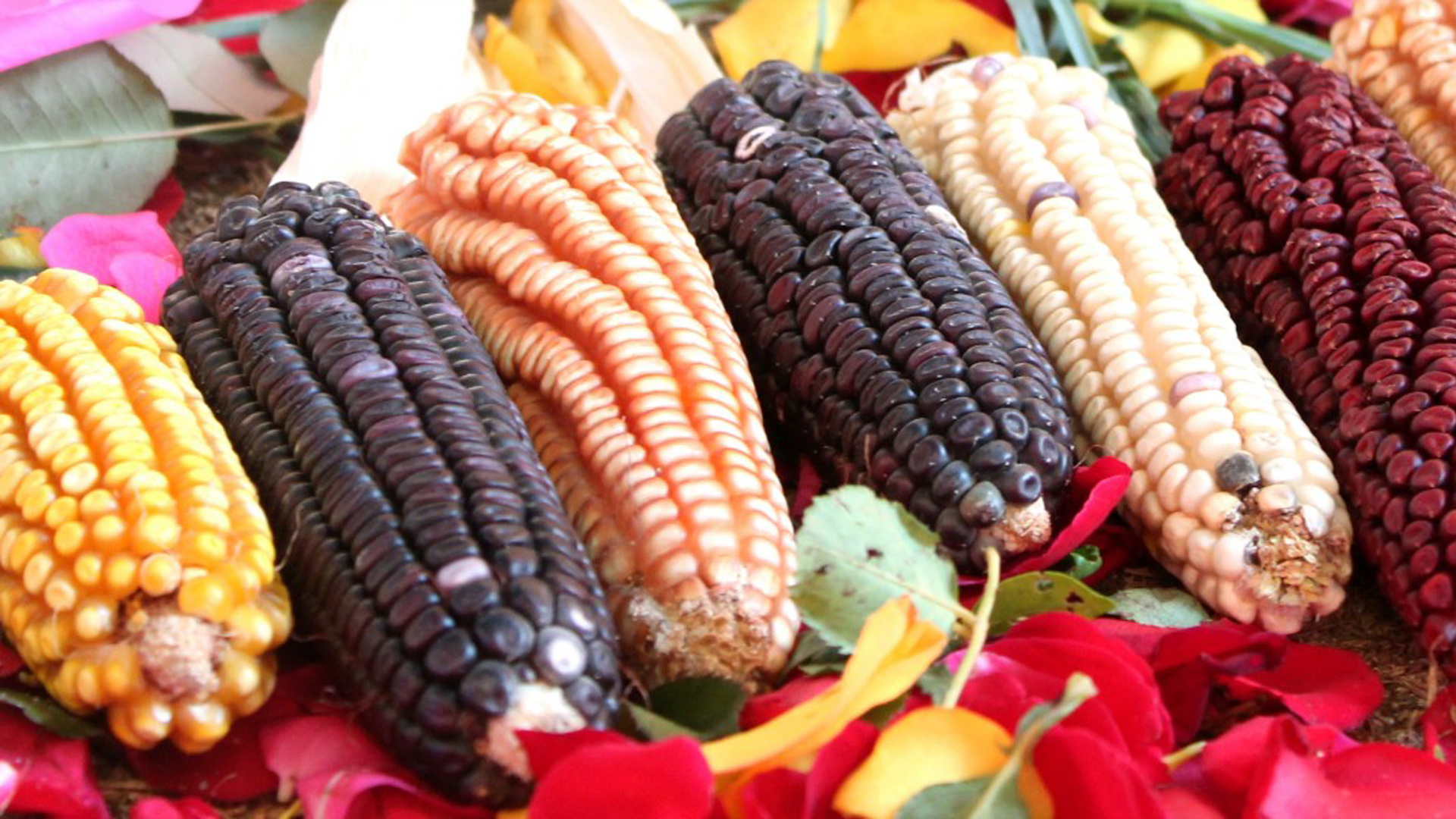 Zea mays: el maíz | Bienmesabe