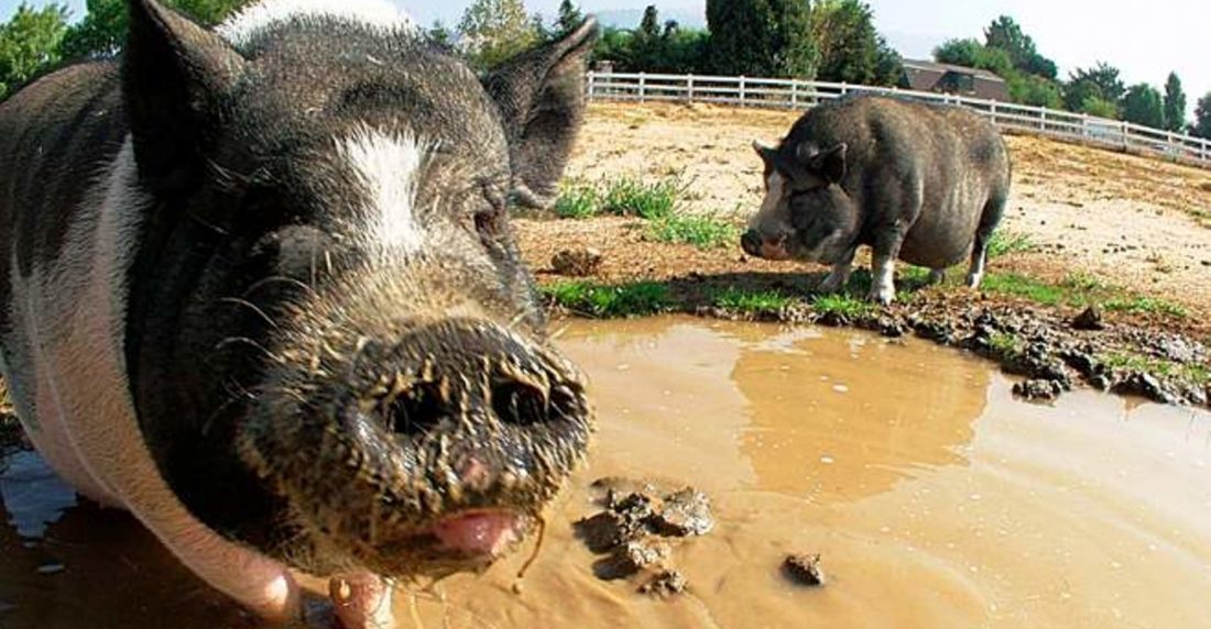 La peste porcina africana llega a República Dominicana y amenaza a todo el continente americano y a las islas del Caribe