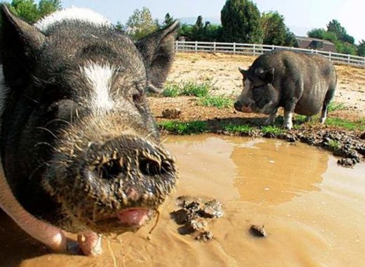 La peste porcina africana llega a República Dominicana y amenaza a todo el continente americano y a las islas del Caribe