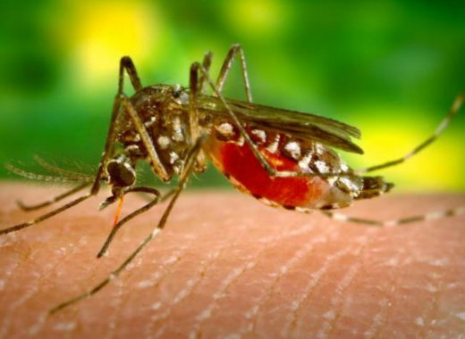 No hay casos autóctonos de malaria en Carabobo