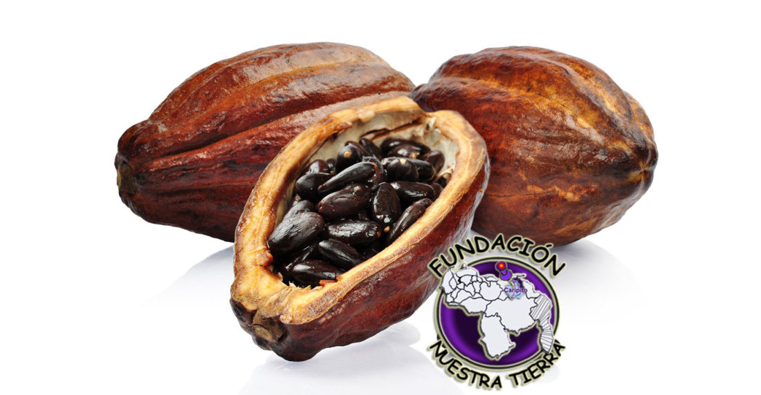 fundación nuestra tierra, cacao, chocolate