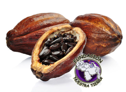 fundación nuestra tierra, cacao, chocolate