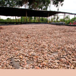 fundación nuestra tierra, haciendas cacaoteras