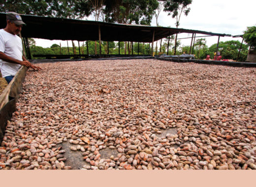 fundación nuestra tierra, haciendas cacaoteras