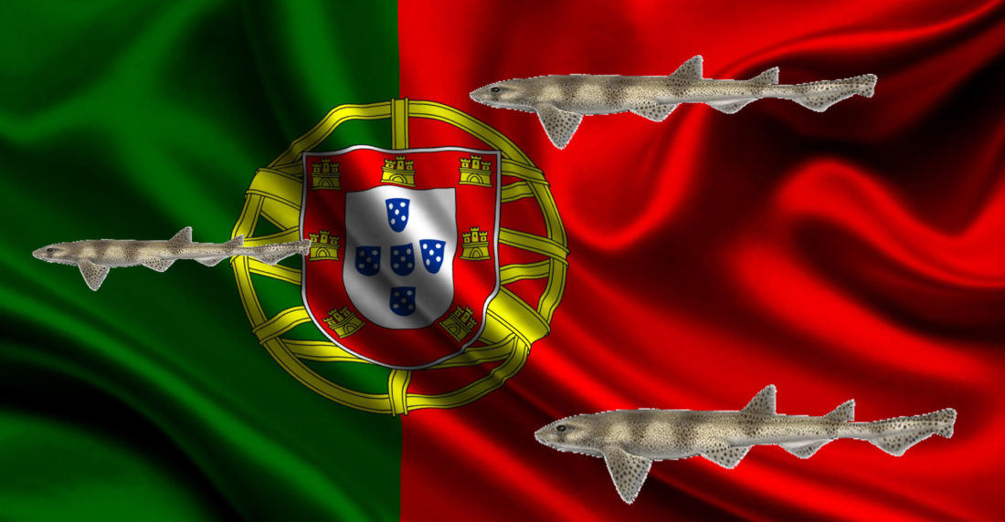 pintarroja bocanegra, portugal
