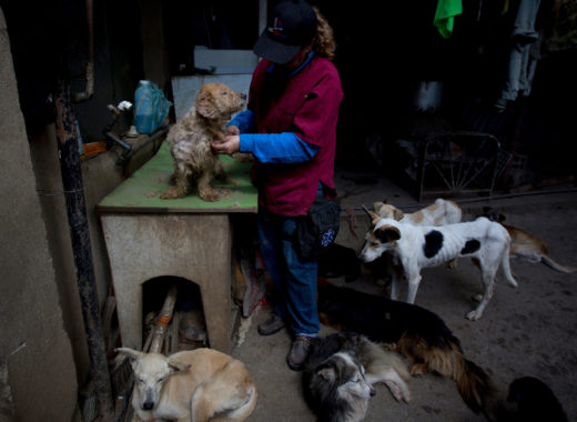 Las mascotas son otras víctimas del hambre en Venezuela