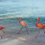 aruba, flamingo, eat local, rennaisance