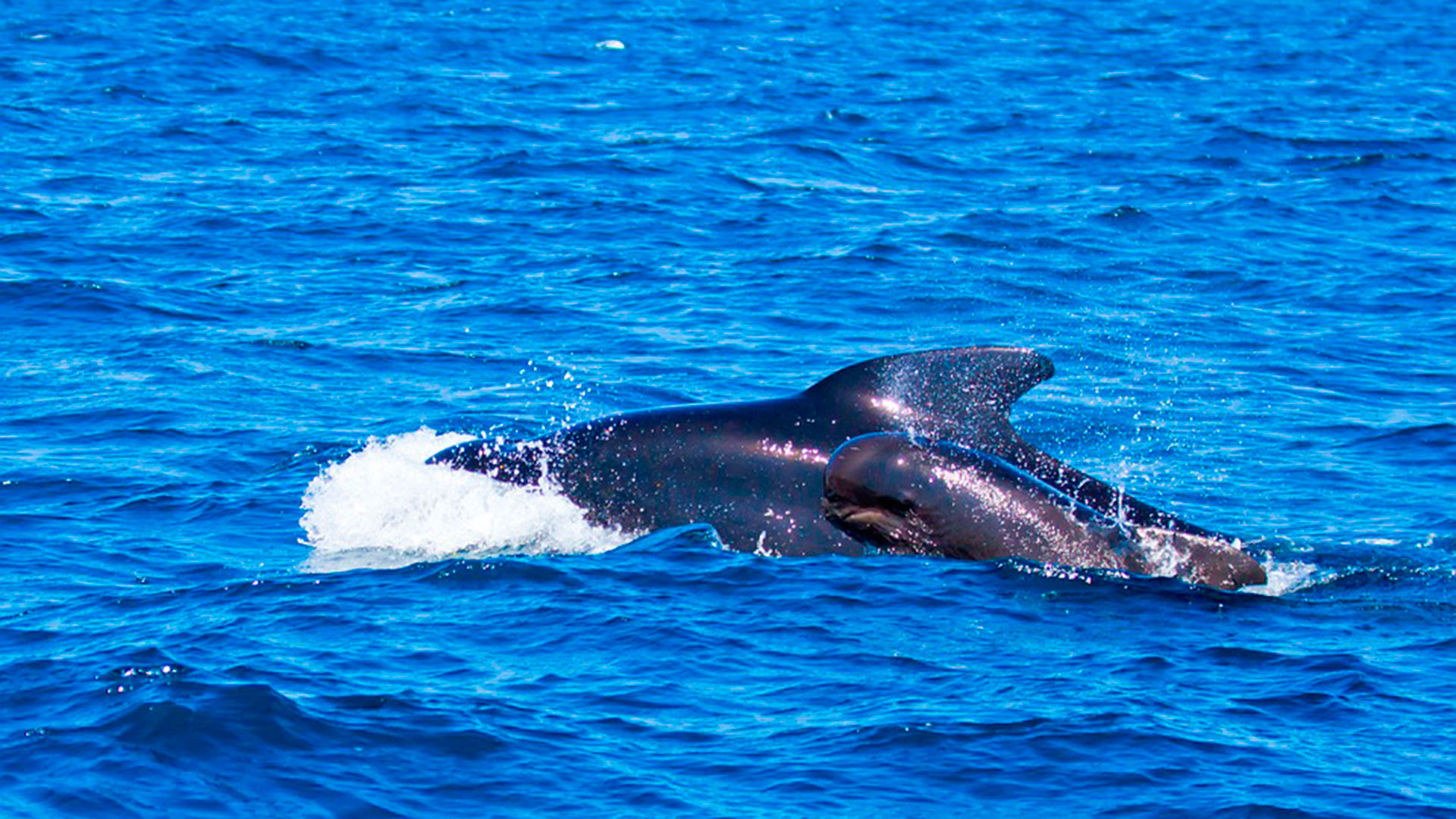 Animales Marinos Acuáticos 12 Piezas Tiburón Orca