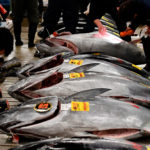 mercado de pescado de tokio