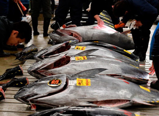 mercado de pescado de tokio