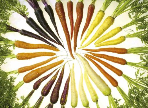 Carrots_of_many_colors