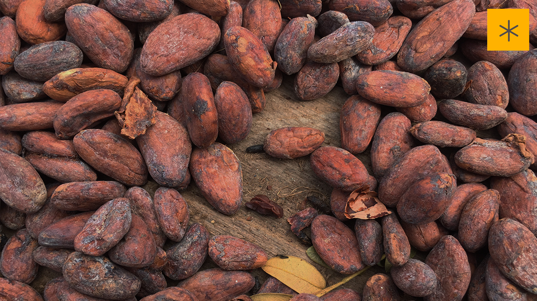 Cacao en el proceso de secado