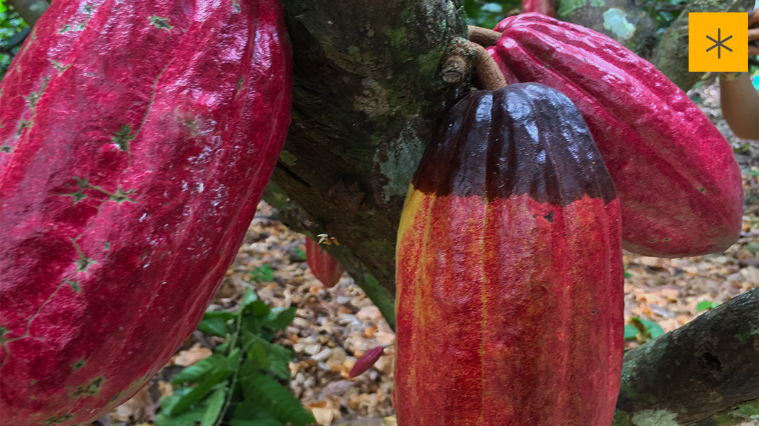Fruto de Cacao en la hacienda San Cayetano 
