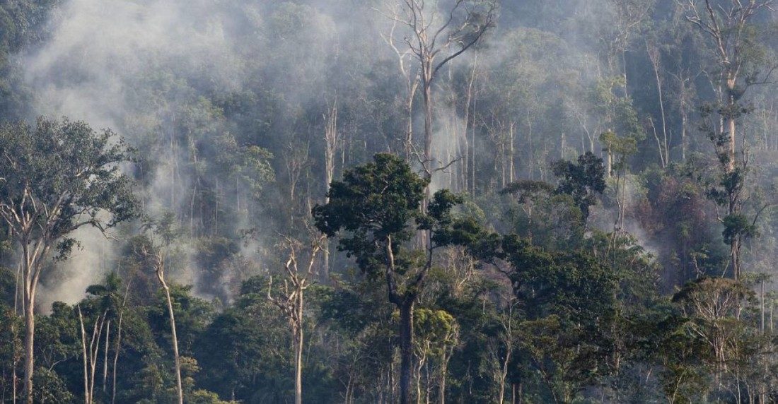 COP26 ofrece salvar los Bosques en 2030