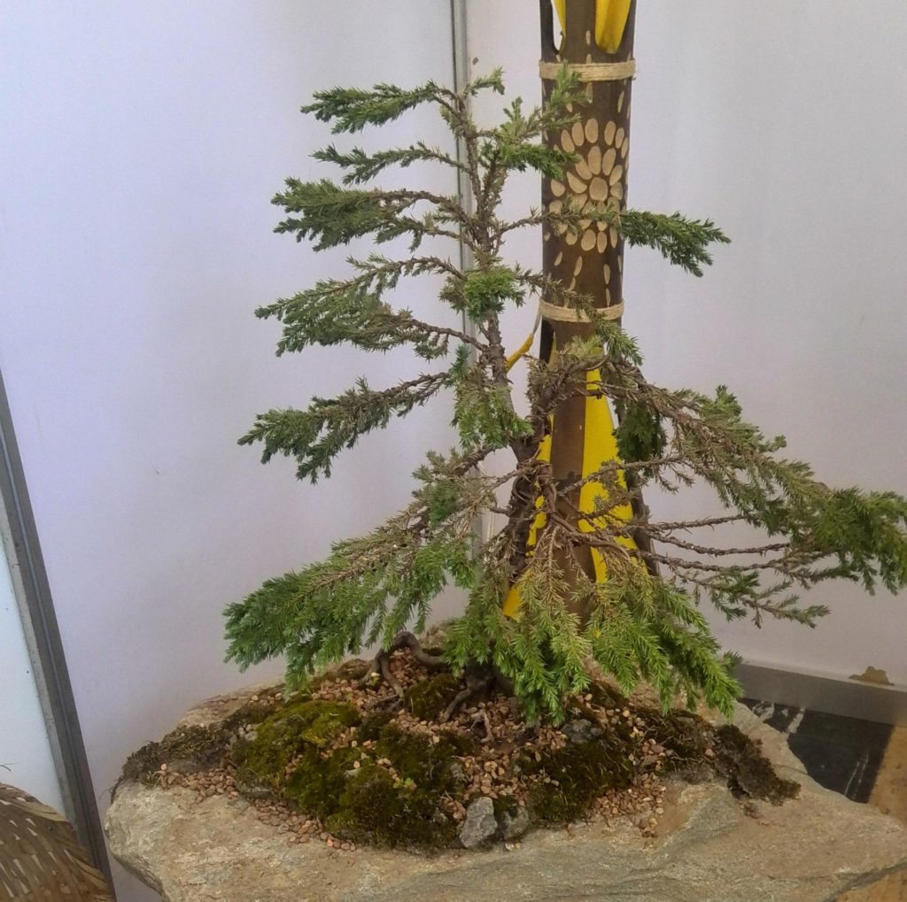 El arte del bonsai es inherente a Japón 