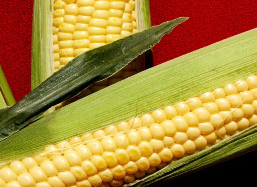 gente de maíz jojoto