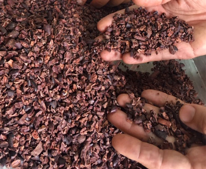 Nibs de cacao en proceso de descascarillamiento