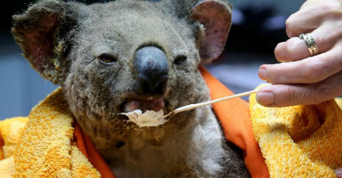 Koala afectado por el fuego en Australia. Foto: The Courier Mail