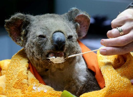 Koala afectado por el fuego en Australia. Foto: The Courier Mail
