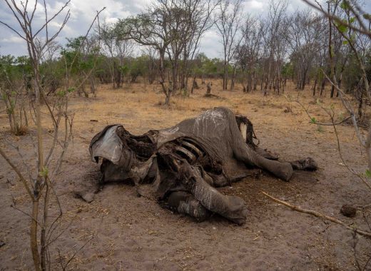 Calentamiento global. Los animales mueren por la sequía en África