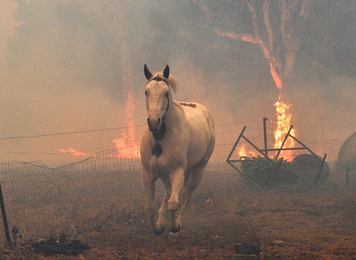 480 millones de animales víctimas de incendios en Australia