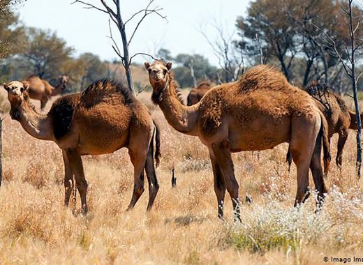 Por qué Australia sacrificará a 10.000 camellos salvajes