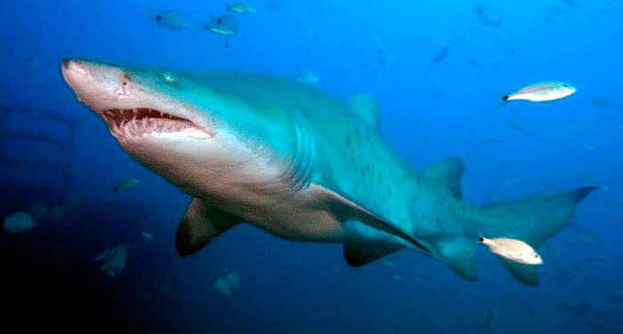 Tiburón toro. Foto: 100CIA