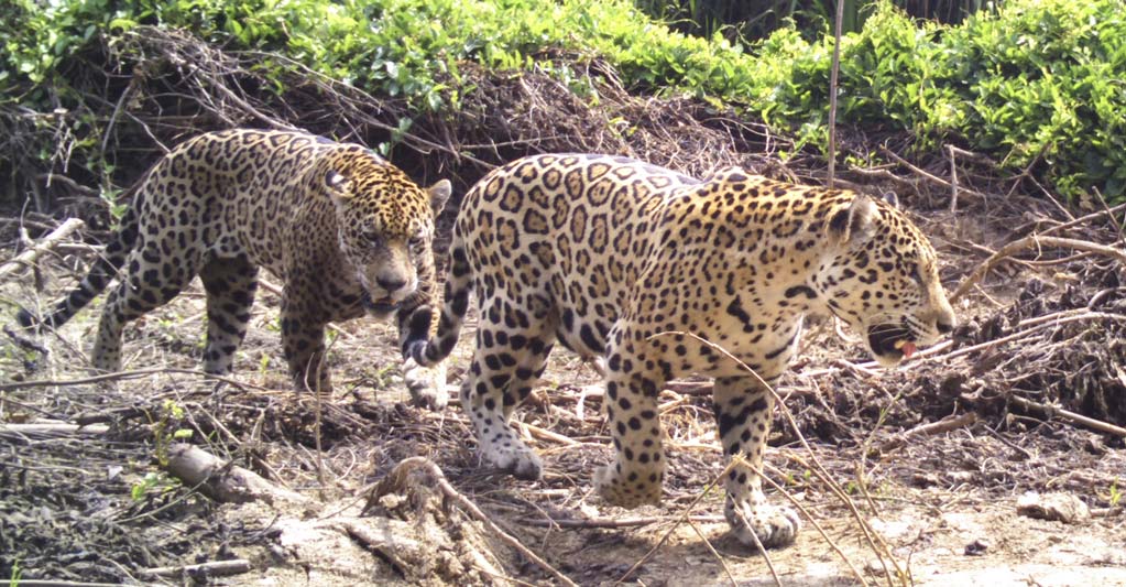 Jaguares sur del Lago
