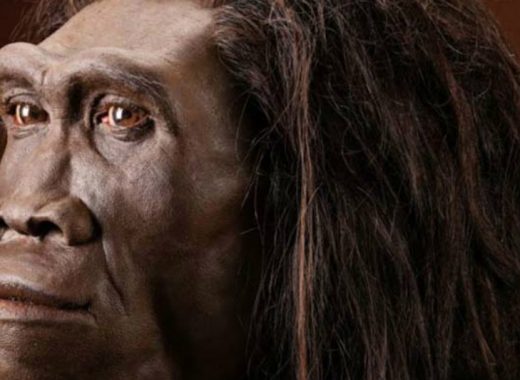 Homo erectus es mucho más antiguo de lo estimado. Foto: Archivo