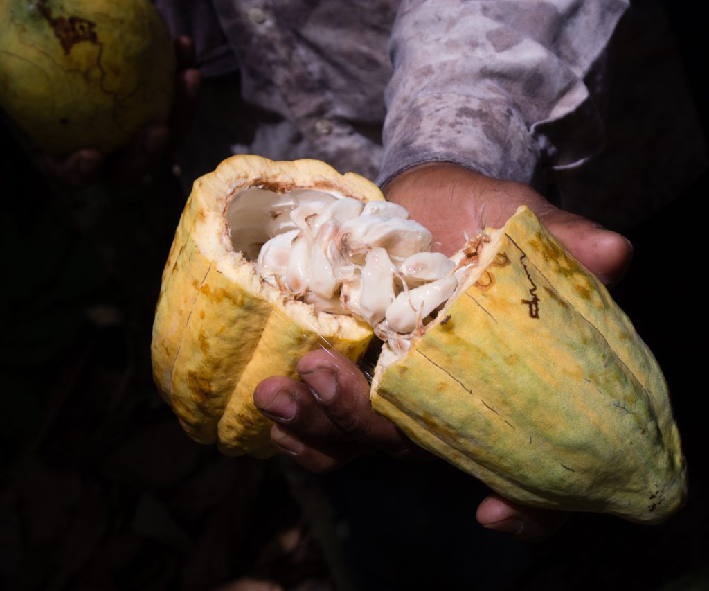 cacao latinoamericano