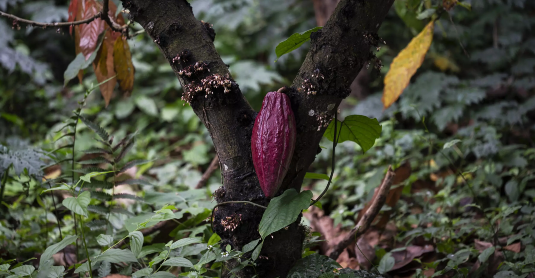cacao chuao coloquios