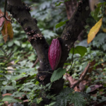 cacao chuao coloquios