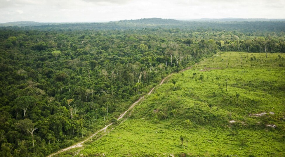 Amazonia y los bancos cómplices
