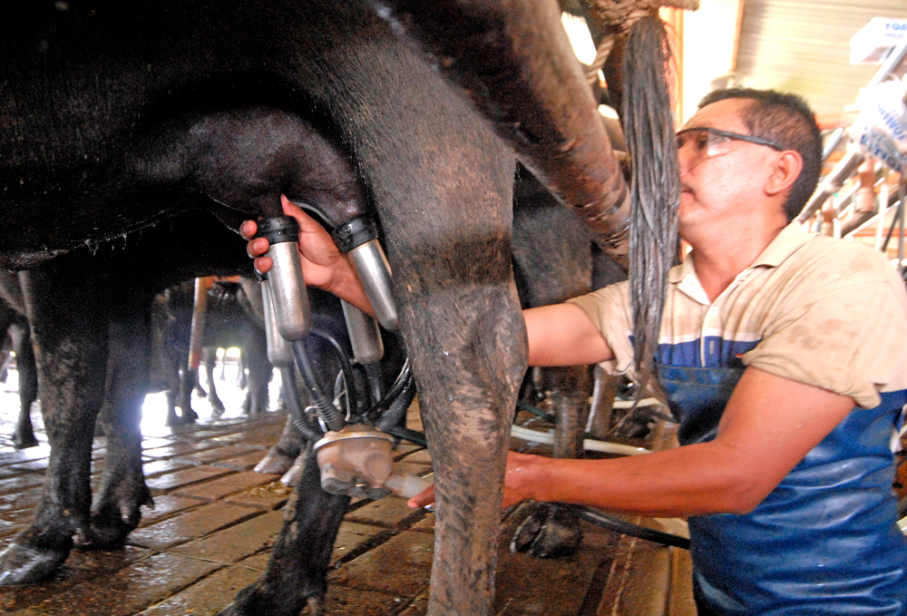 leche de búfala