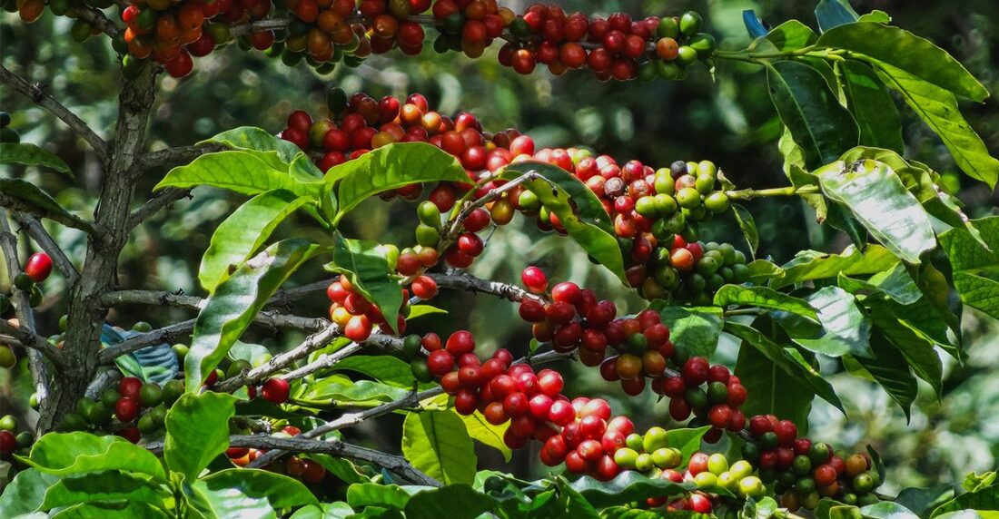 Geisha de Panamá