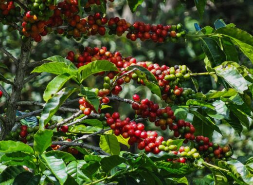 Geisha de Panamá